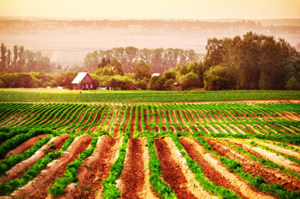 fazenda fazenda